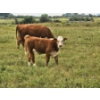 Image 2 : Bruce, Julie & Kyle Musgrove - 560# November Delivery Steer Calves - 90 Head (Patricia, AB)