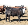 Image 7 : Springdale Customer - 925# May Delivery Heifers - 175 Head (Iron Springs, AB)