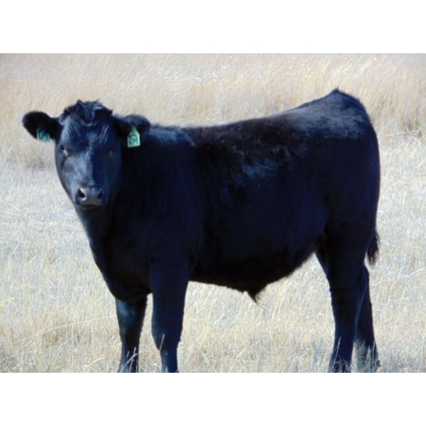Kelly Meier - 650# November Delivery Steer Calves - 30 Head (Hays, AB)