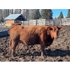Image 9 : C.H. Priest Contracting Ltd. - 1350# Cows - 45 Head (Ootsa Lake, BC)