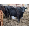 Image 6 : Barfus Farms - 15 Black Replacement Heifers (Hillspring, AB)