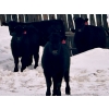 Image 5 : Sturgeon River Ranch - 675# March Delivery Steers - 90 Head (Rockyford, AB)