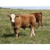Image 5 : R-Five Simmentals - 800# Sept/Oct Delivery Steer Calves - 75 Head (Hoadley, AB)