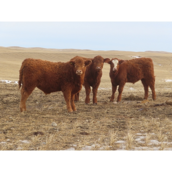Sybouts Lake Farms Ltd. - 550# March Delivery Steers - 80 Head (Gladmar, SK)