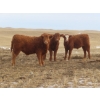 Image 1 : Sybouts Lake Farms Ltd. - 550# March Delivery Steers - 80 Head (Gladmar, SK)