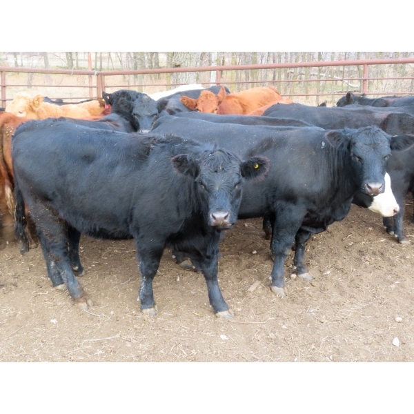 Lee Johnston - 1010# November Grass Heifers - 26 Head (Welwyn, SK)