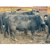 Image 2 : Baintree Angus - 29 Open Cows (Sundre, AB)