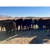 Image 6 : Kings Corner Farms - 890# November Grass Yearlings - 70 Head (Corning, SK)