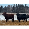 Image 6 : Chris Bartel - 900# March Delivery Heifers - 70 Head (Fort Vermilion, AB)