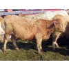 Image 10 : Frank Martens - 24 Tan/Silver Char X Bred Heifers (Theodore, SK)