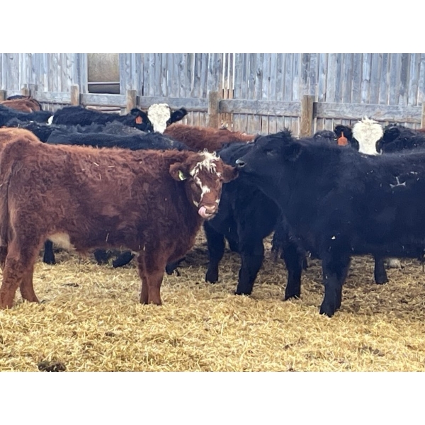 Justin Regehr - 860# January Delivery Steers - 40 Head (Linden, AB)