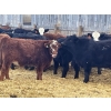 Image 1 : Justin Regehr - 860# January Delivery Steers - 40 Head (Linden, AB)