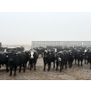 Image 2 : Shark Farms - 885# March Delivery Steers - 215 Head (Nanton, AB)