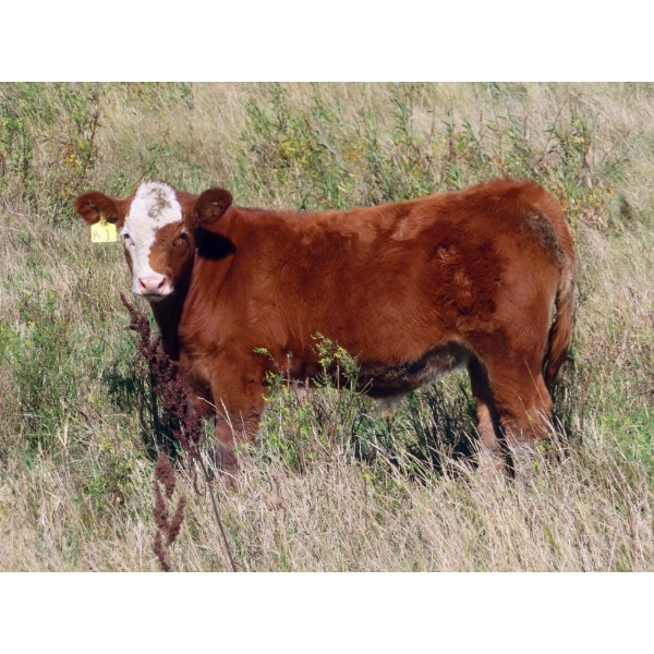 Hebert Livestock Ventures - 760# February Delivery Weaned Steers - 160 Head (Wawota, SK) VBP+