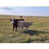Image 5 : Ron Schmidt - 690# November Delivery Heifer Calves - 85 Head (Rainier, AB)
