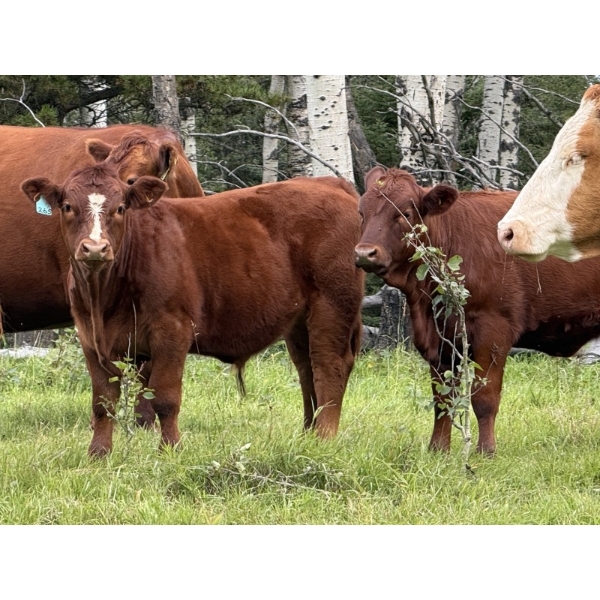 Les & Sharlene Bjorge - 575# October Delivery Steer Calves - 45 Head (Eckville, AB)