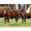 Image 1 : Les & Sharlene Bjorge - 575# October Delivery Steer Calves - 45 Head (Eckville, AB)