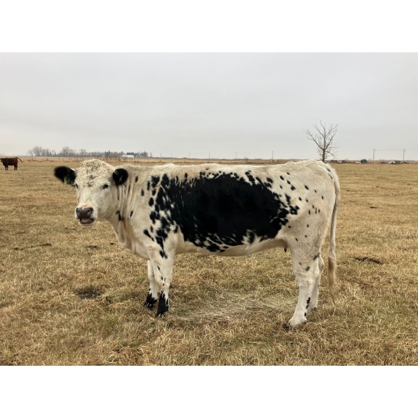 Jerri Fletcher - 1 Speckle Cow (Pen 531)