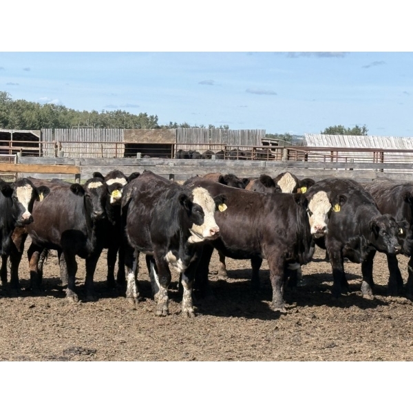 Dun Rite Stock & Stables - 1050# September Delivery Open Heifers - 60 Head (Bentley, AB)
