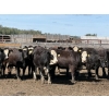 Image 1 : Dun Rite Stock & Stables - 1050# September Delivery Open Heifers - 60 Head (Bentley, AB)