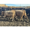 Image 4 : Midpoint Farms - 25 Tan/Silver February/March Bred Heifers (Drayton Valley, AB)