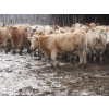 Image 17 : Vossepoel Cattle Co. - 630# December Delivery Weaned Heifers - 250 Head (Tilley, AB)