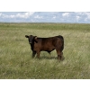 Image 5 : Douglass Bros. Ranching - 625# November Delivery Steer Calves - 100 Head (Gem, AB)