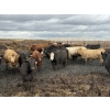 Image 4 : Cromer Cattle Company Inc. - 940# September Delivery Heifers - 64 Head (Cromer, MB)