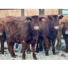 Image 2 : Blue Moon Cattle Co. - 800# March Delivery Weaned Heifers - 60 Head (Irricana, AB)