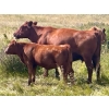 Image 10 : Wilson Grande Coulee Ranch - 600# Sept/Oct Delivery Heifer Calves - 30 Head (East Coulee, AB) VBP+
