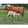 Image 5 : J&E Farms Ltd. - 620# November Delivery Heifer Calves - 100 Head (Tilley, AB)
