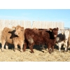 Image 5 : J&R Peterson - 875# January Delivery Heifers - 70 Head (Barnwell, AB)