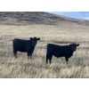 Image 9 : C.R. Fullerton - 725# Oct/Nov Delivery Steer Calves - 86 Head (Lundbreck, AB)