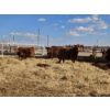 Image 8 : Rolling N Ranches (Nolan & Amanda Osadczuk) - 8 Red Heifer Pairs (Pen F7)