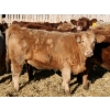 Image 1 : J&R Peterson - 875# January Delivery Heifers - 70 Head (Barnwell, AB)