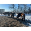 Image 2 : Chris Bartel - 890# March Delivery Steers - 68 Head (Fort Vermilion, AB)