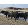 Image 7 : High Prairie Ltd. (Leonard Parke) - 11 Black Heifers (Pen 537 - 539)