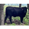 Image 4 : Turtleview Livestock - 975# July Delivery Grass Heifers - 186 Head (Goodlands, MB)