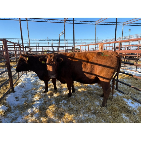 Thurston Bros Ltd. - 2 Cows (Pen 411)