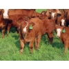Image 6 : Sentes Farms - 600# October Delivery Steer Calves - 300 Head (Raymore, SK) VBP+