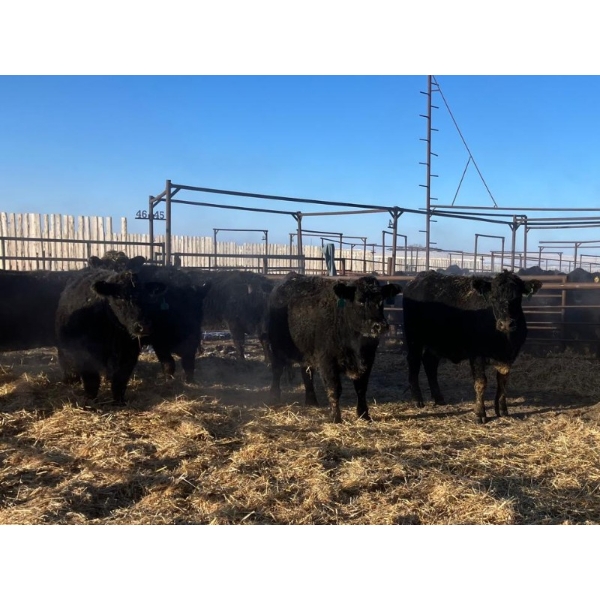 Drylander Ranch - 11 Black 2nd Calvers (Coronation, AB)