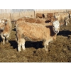 Image 2 : Douglass Agro - 715# March Delivery Heifers - 175 Head (Gem, AB)