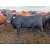 Image 8 : Taylor Enterprises Inc. - 960# Aug/Sept Grass Steers - 189 Head (Wawota, SK)
