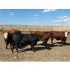 Image 5 : Hillsvale Farming Co. Ltd. - 76 Angus/Angus X Fed Steers (Cut Knife, SK)