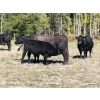 Image 3 : Greg & Jennifer MacDonald - 560# October Delivery Heifer Calves - 30 Head (Vanderhoof, BC)
