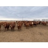 Image 2 : Pedersen Farms - 940# March Delivery Steers - 65 Head (Scandia, AB)