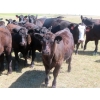 Image 2 : Colven Cattle Co. - 675# Sept/Oct Delivery Steer Calves - 65 Head (Bethune, SK)