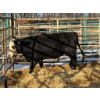 Image 2 : A & J Farming - 1 Second Calver (Pen 134)