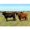 Image 11 : 20/20 Ranching Ltd. - 900# September Delivery Grass Heifers - 210 Head (Midale, SK)