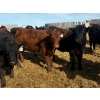 Image 10 : CV Bar Farms Ltd. - 950# April/May Delivery Steers - 180 Head (Scandia, AB)